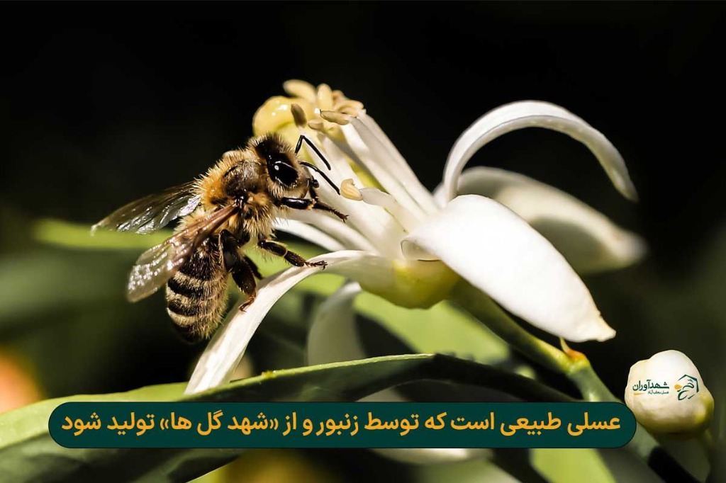 زنبور عسل